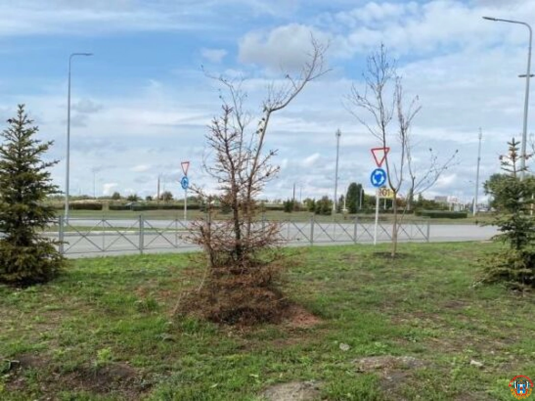 В Ростове за лето высохли елки, посаженные в Левенцовке