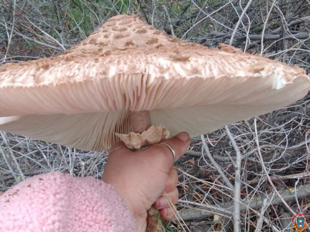 Необычные грибы-зонтики находят жители Ростовской области