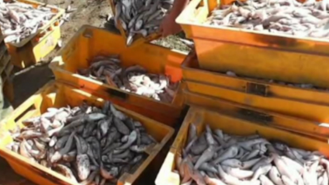 В Ростовской области поймали браконьера с тысячью рыб