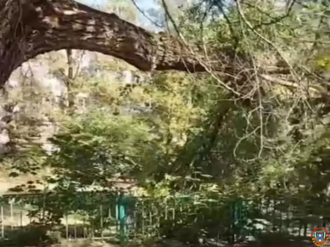 В Ростове ветка дерева упала на детскую площадку на Коммунистическом