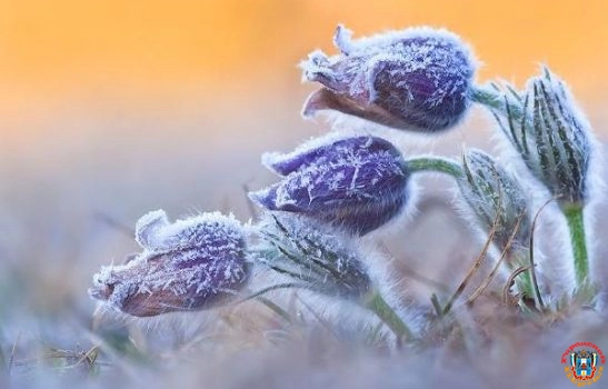 В Ростовской области снова прогнозируют заморозки