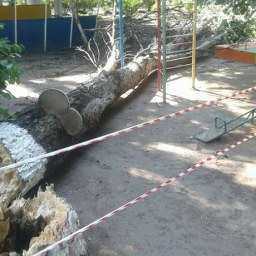 Убийственно большое дерево рухнуло в детском саду Ростова-на-Дону