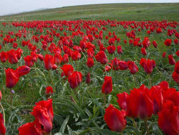 Прекрасные и дикие тюльпаны Биберштейна восхитили жителей Ростовской области