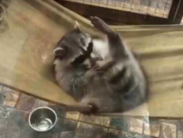 Забавные игры милейшего енота с самим собой в ТРК Ростова попали на видео