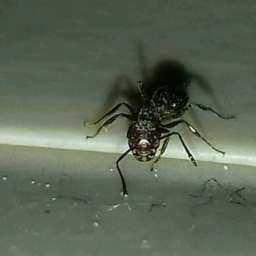 Дрессированного ручного муравья выставил на продажу предприимчивый ростовский альпинист