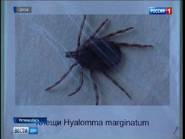 Ростовскую область атакуют клещи: май - месяц максимальной активности паразитов