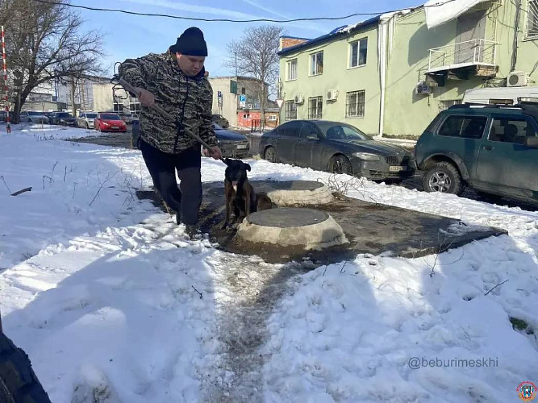 Безопасность в приоритете: в Октябрьском районе Ростова после жалоб жителей изолировали агрессивную стаю
