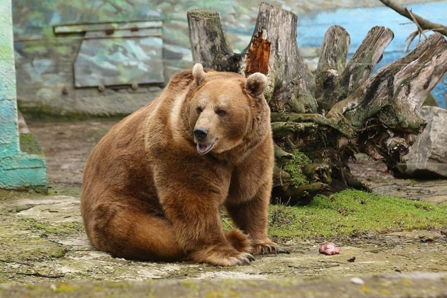 В ростовском зоопарке проснулся медведь Андрюша
