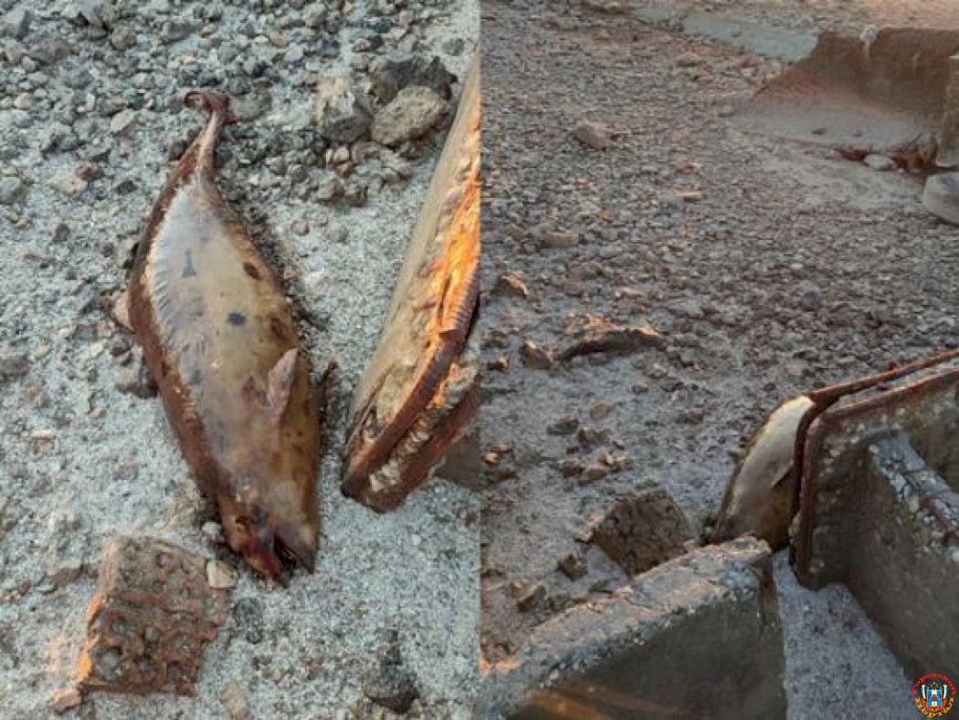 Мертвую азовку обнаружили на берегу Таганрогского залива