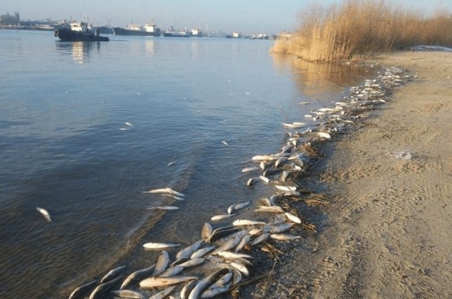 Проверили рыбу и воду: в Ростове объяснили массовую гибель пеленгаса