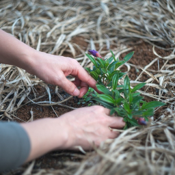 На благоустройство и озеленение Кировского района Ростова потратят почти 26 млн рублей