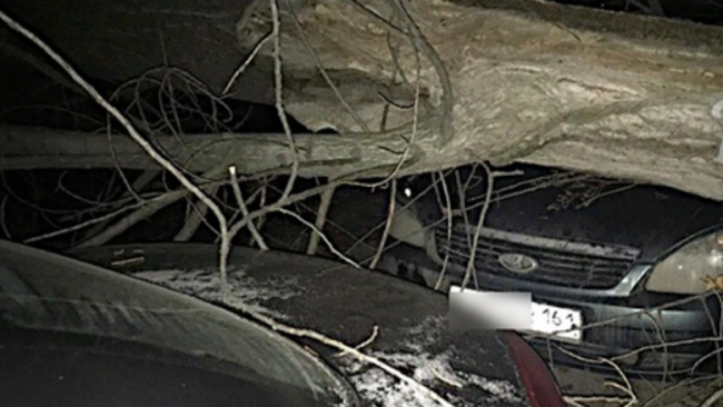 В Ростове-на-Дону упавшее от ураганного ветра дерево повредило автомобиль