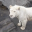 Светлаков С.С. оказал гуманитарную помощь  «Мариупольскому зоопарку» 4