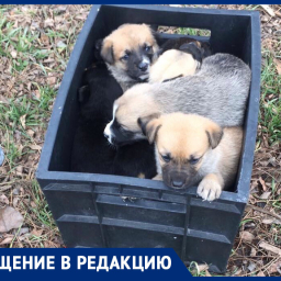 «Это нелюди»: женщина пожаловалась на ростовчан, выбрасывающих на улицу щенков