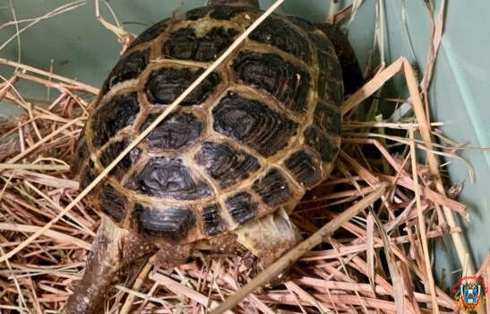 Две редких черепахи появились в Ростовском-на-Дону зоопарке