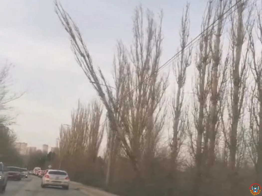 В Ростове на Вавилова повисшее на проводах дерево создает опасность
