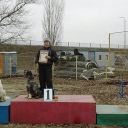 В донской столице прошли городские соревнования по аджилити