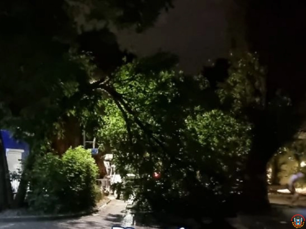 На Таганрогской в Ростове упавшее дерево перекрыло проезд и оборвало провода