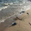 На пляже Цимлянского водохранилища обнаружили десятки мертвых птиц 0