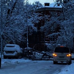 Упавшее рядом со зданием ЮВО в Ростове дерево парализовало движение