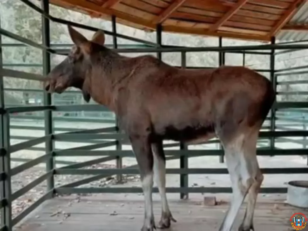 В Ростовском зоопарке впервые за 30 лет появился лось