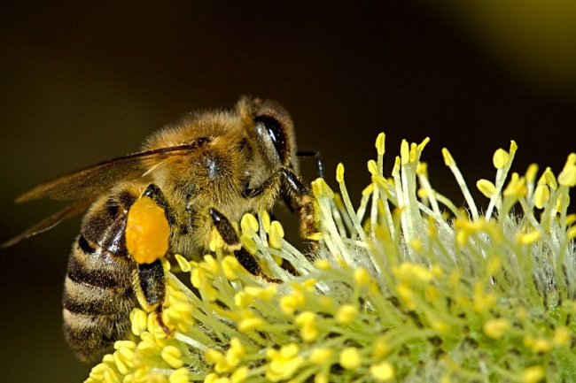 Председатель Союза пчеловодов: на Дону все мелкие пасеки не зарегистрированы