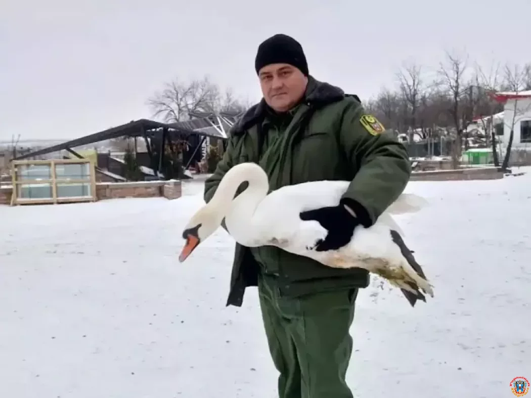 Житель СНТ &laquo;Заря&raquo; в Ростовской области спас замерзающего лебедя: птица навсегда останется в парке &laquo;Малинки&raquo;