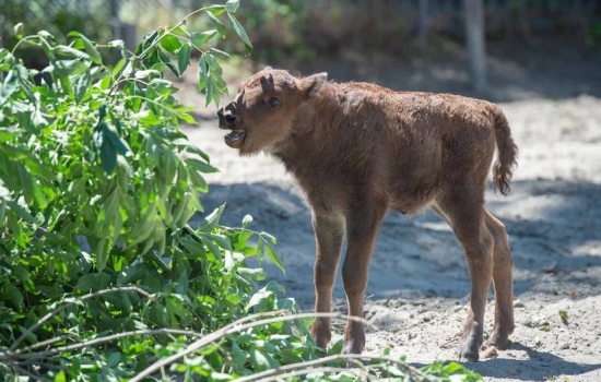 В зоопарке Ростова объявили голосование на лучшее имя для новорожденного зубренка