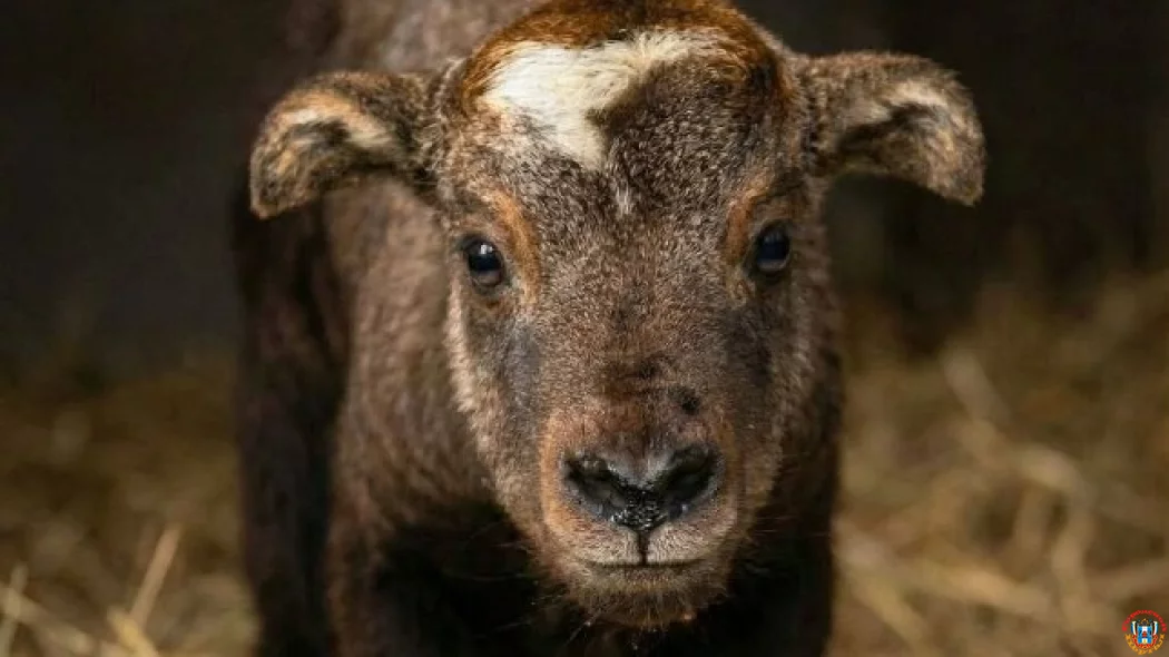 Малыш с &laquo;изюминкой&raquo;: в Ростовском зоопарке выбрали имя новорожденному такину мишми