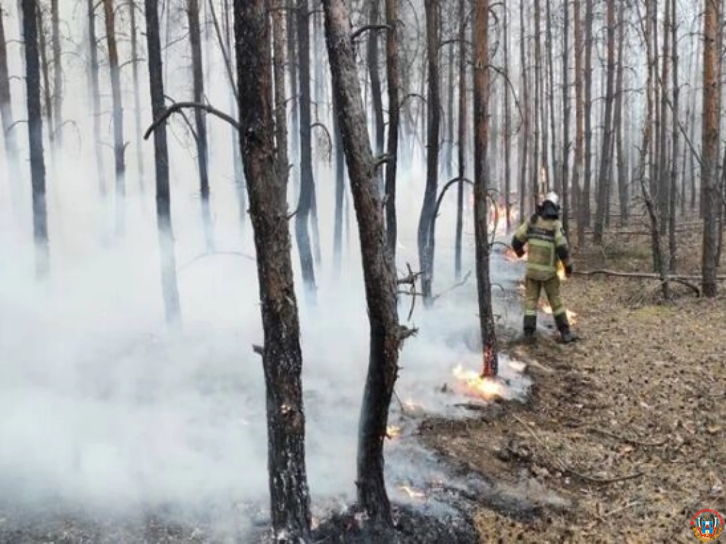 Площадь лесного пожара в Ростовской области увеличилась до 269 гектаров