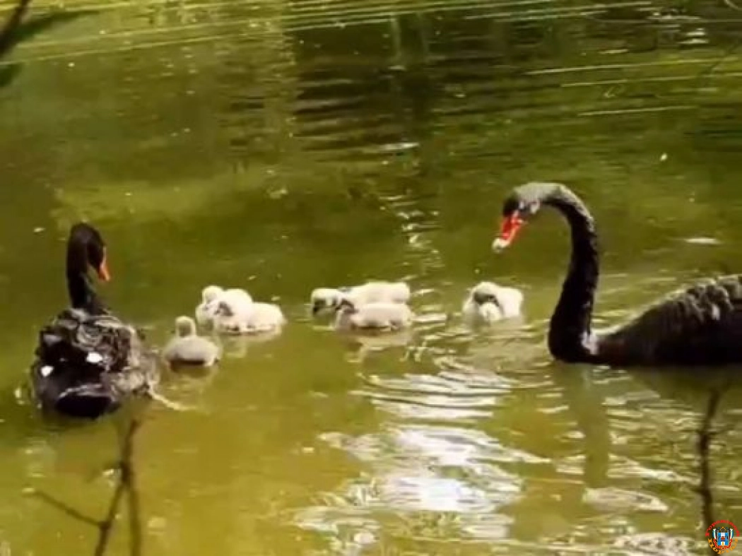 В Ростовском зоопарке на свет появились шесть черных лебедят