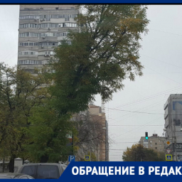 Ростовчане пожаловались на опасно нависшее над дорогой дерево