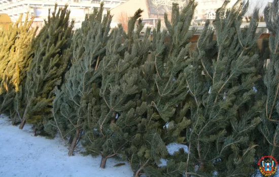 Стали известны цены на живые елки в Ростове