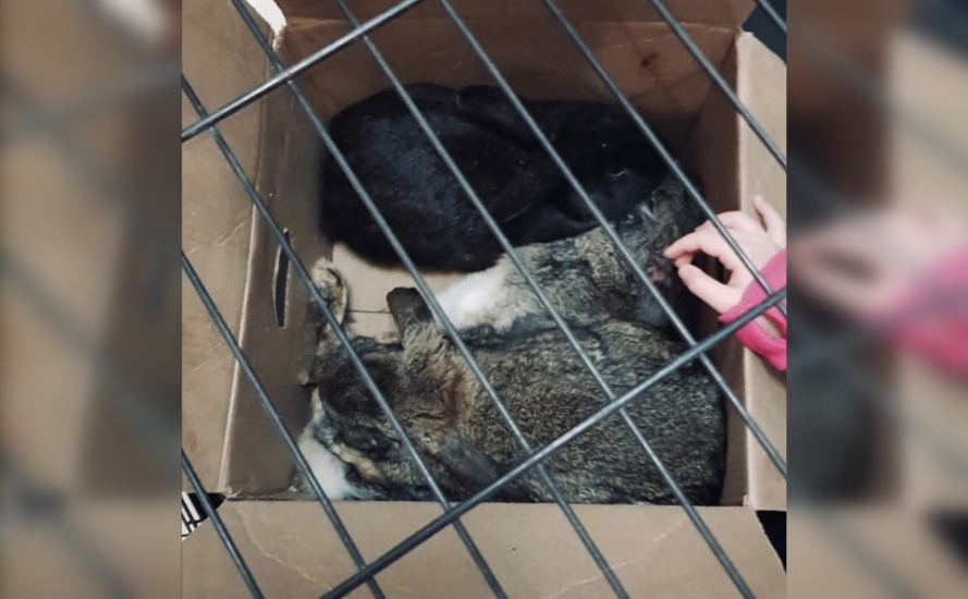 Приют в Ростове ищет дом крольчатам, которых выкинули хозяева