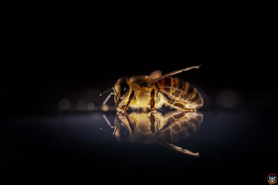 Массовая гибель пчел в Песчанокопском районе: две независимые лаборатории выявили отравляющие вещества