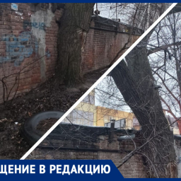 «Мой гараж рушится»: ростовчанин два года не может добиться сноса аварийного дерева