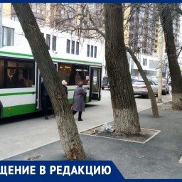 Дорожники закатали в асфальт деревья в Ворошиловском районе Ростова