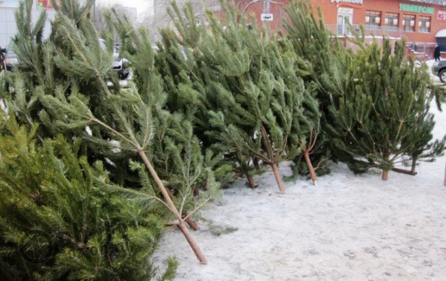 В Ростовской области назвали среднюю цену на новогодние деревья