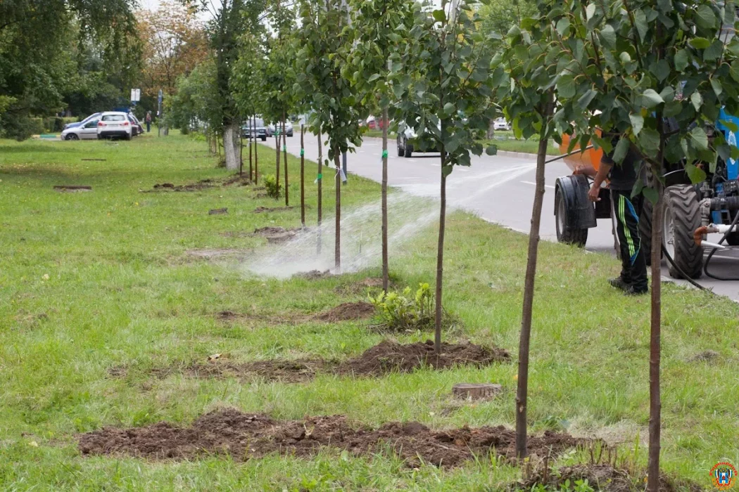 Молодые саженцы планируют высадить весной на проспекте 40-летия Победы