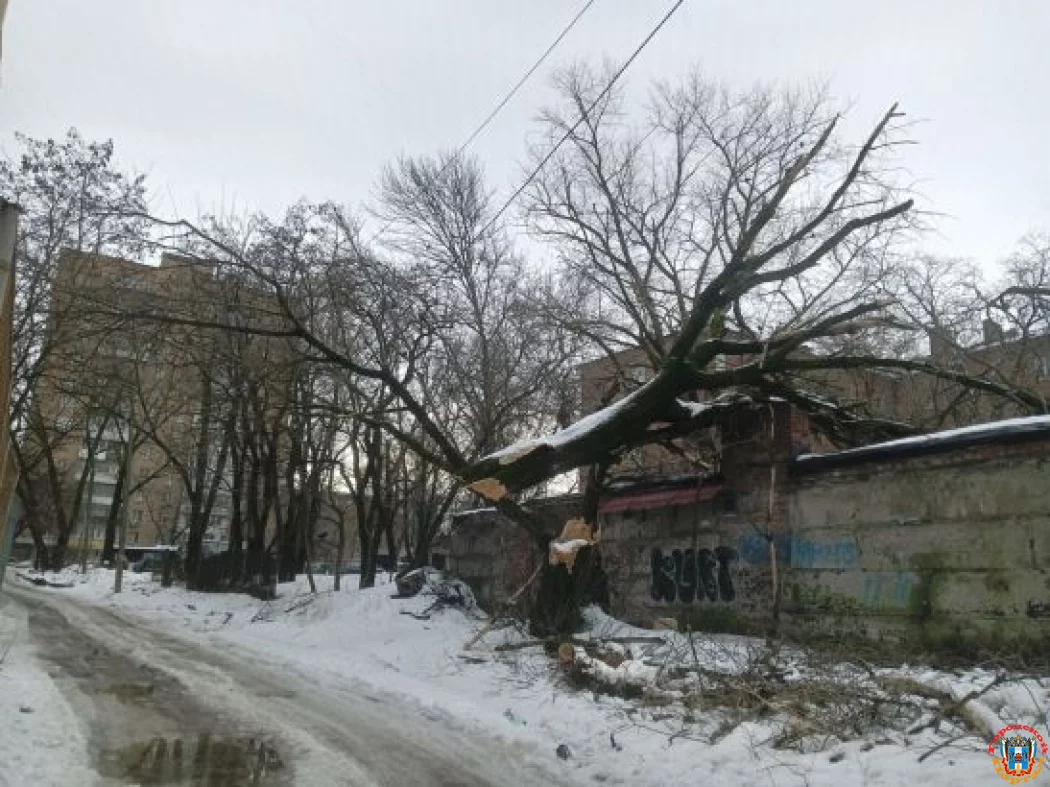 В Ростове-на-Дону огромное дерево рухнуло на забор университета