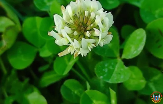 «Ложная весна» наблюдается в конце ноября в Ростовской области