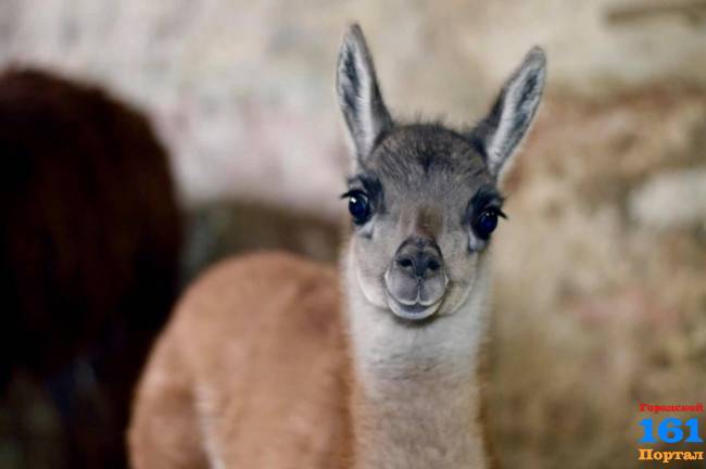 Малышка гуанако и миниатюрные пони Памела и Сонечка появились в Ростовском зоопарке