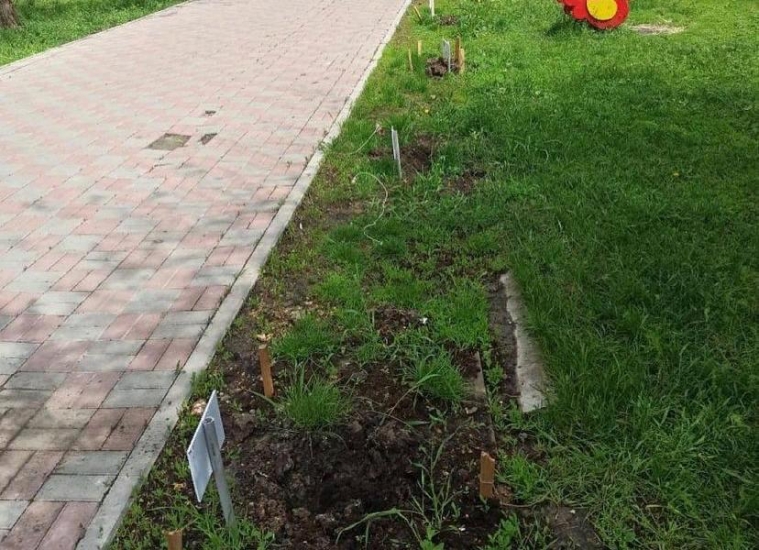 В Ростове неизвестные выкопали посаженные детьми ели в сквере имени Чуковского
