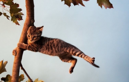 Ветер в Ростове-на-Дону усилится до 26 м/с