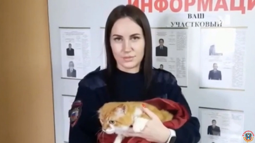 К стримам мучившего кота блогера присмотрелась полиция