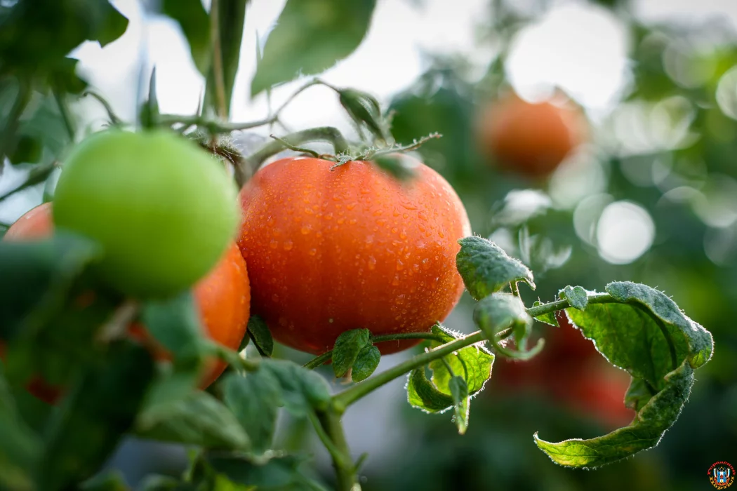 Тепличные субстраты из Ростовской области начали экспортировать в Саудовскую Аравию