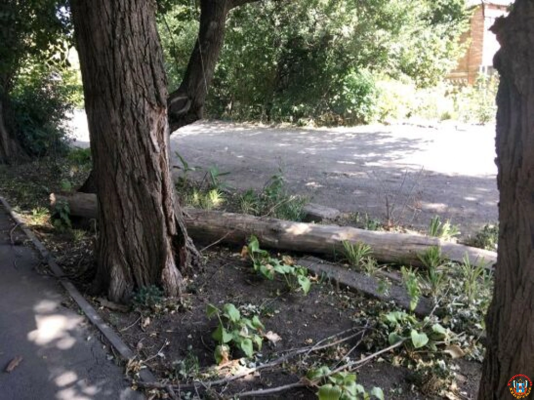 В Ростове месяц не могут убрать дерево, упавшее во время урагана