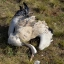 В заповеднике «Ростовский» зафиксирована гибель краснокнижных лебедей от отравления 4