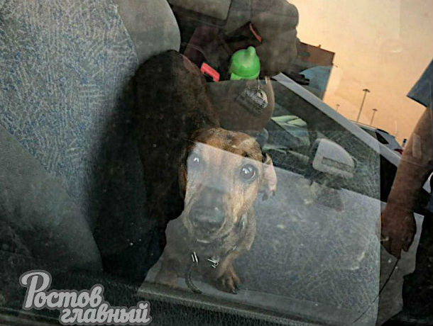 Ростовчане в жаркую погоду оставили собаку в салоне автомобиля
