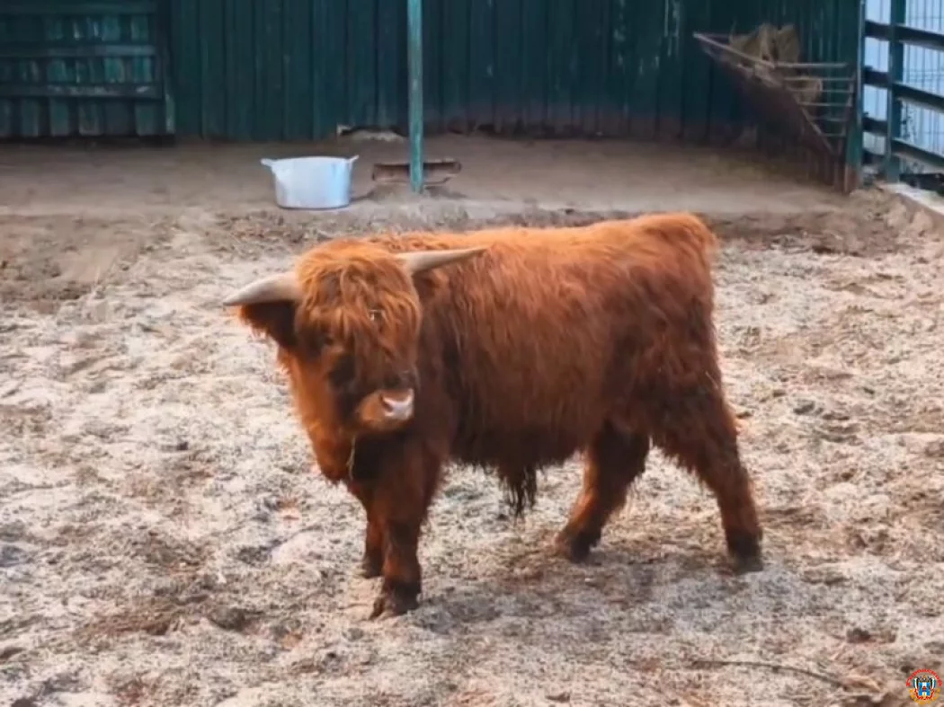 Из парка Лога прибыл молодой бычок породы хайленд